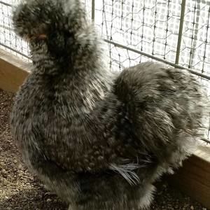 Meet your Posher, Glenna